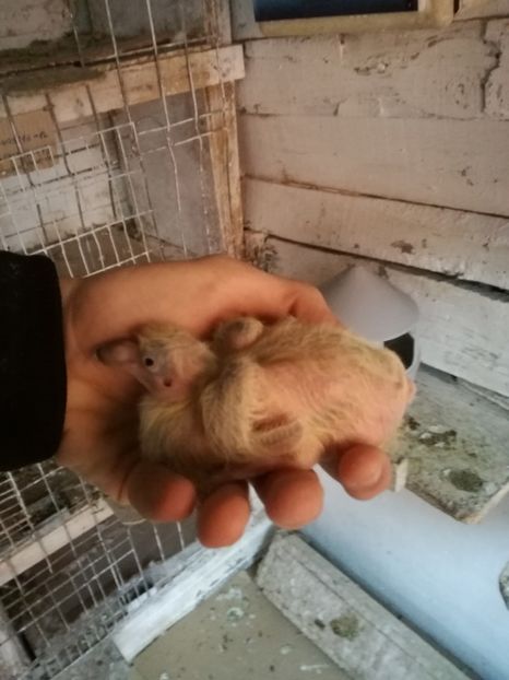 ziua 5 - 2017 EVOLUTIE PORUMBEL