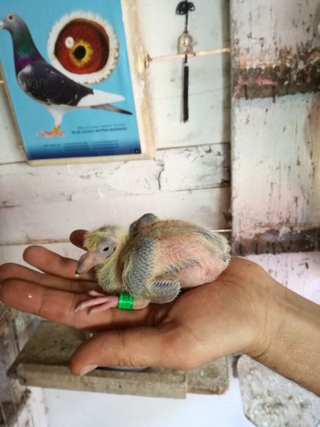 ziua 7 - 2017 EVOLUTIE PORUMBEL