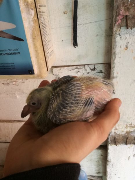 ziua 9 - 2017 EVOLUTIE PORUMBEL