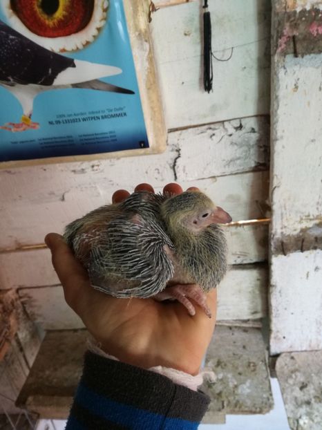 ziua 10 - 2017 EVOLUTIE PORUMBEL