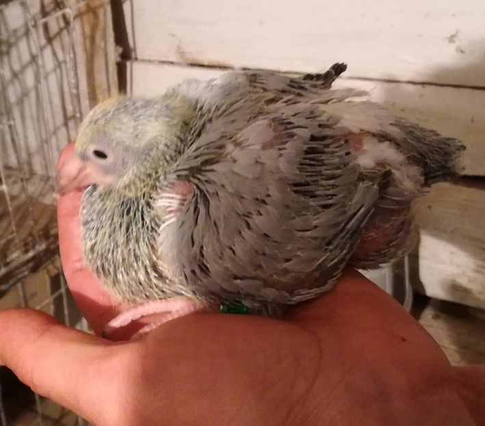 ziua 12 - 2017 EVOLUTIE PORUMBEL