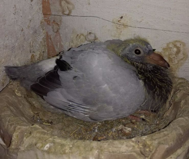 ziua 16 - 2017 EVOLUTIE PORUMBEL