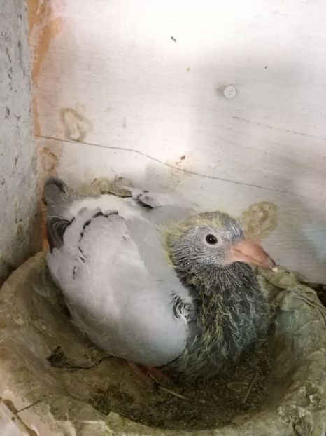 ziua 17 - 2017 EVOLUTIE PORUMBEL