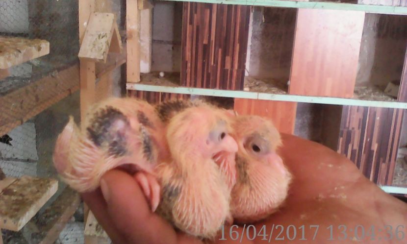 galateni joc bun - noua generatie2017