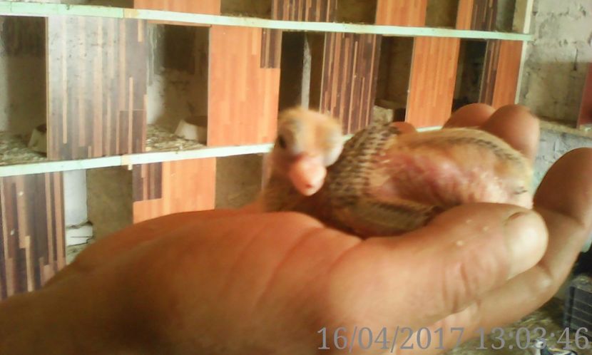  - noua generatie2017