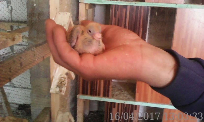  - noua generatie2017