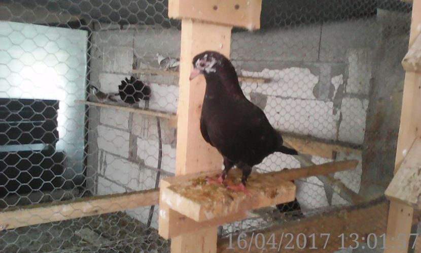  - noua generatie2017