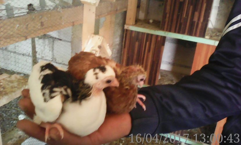  - noua generatie2017