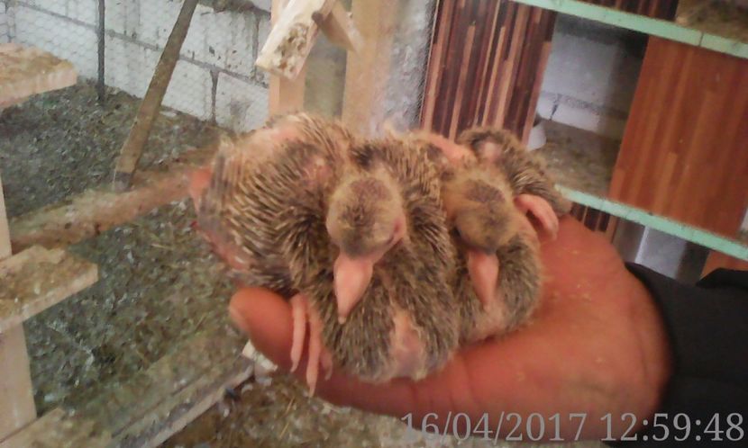 castani de craiova - noua generatie2017