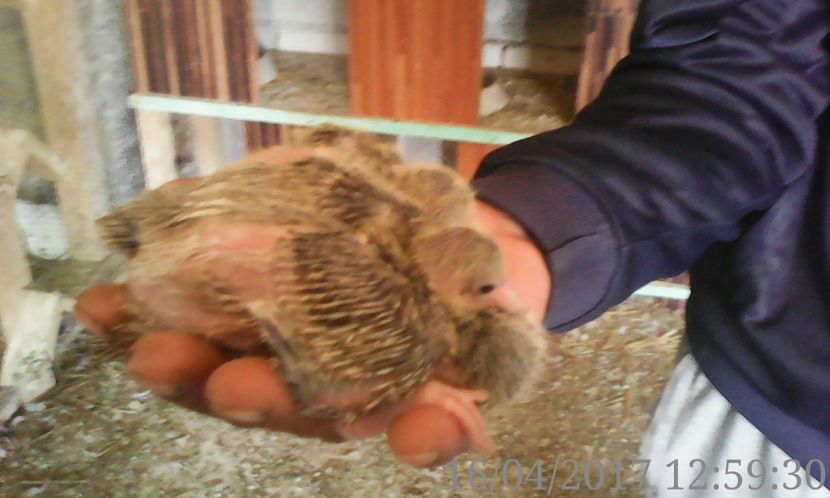  - noua generatie2017