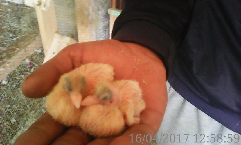 galateni de la soponar zbor f bun si joc - noua generatie2017