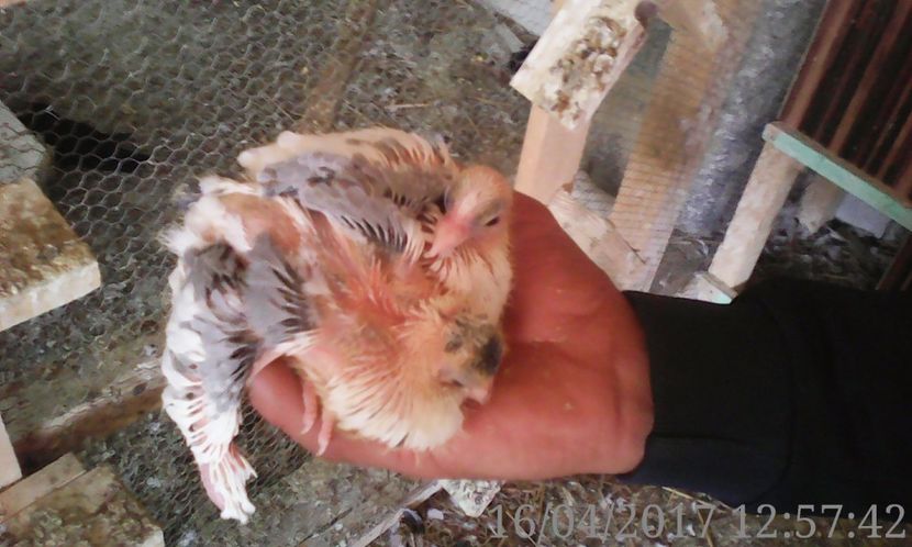 galateni pe vanat joc bun - noua generatie2017