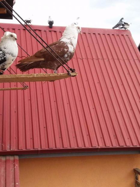  - 5 Jucator de Timisoara Pestrit