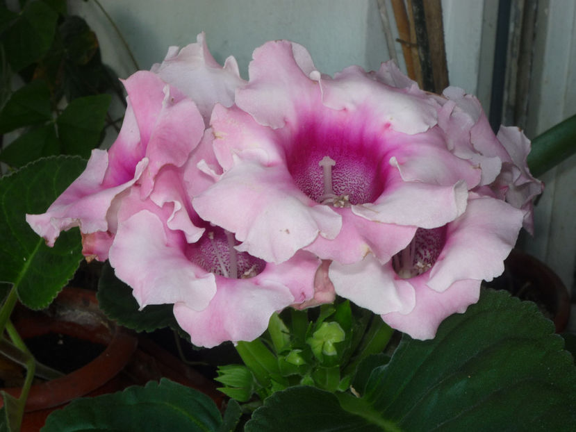 Gloxinia - Flori 2017