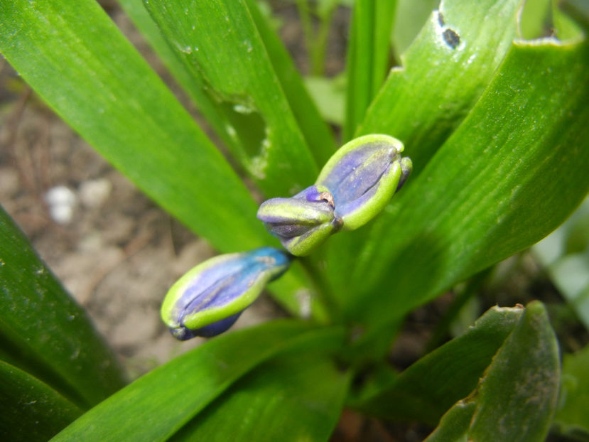 2016, March 21 - 03 Garden in March