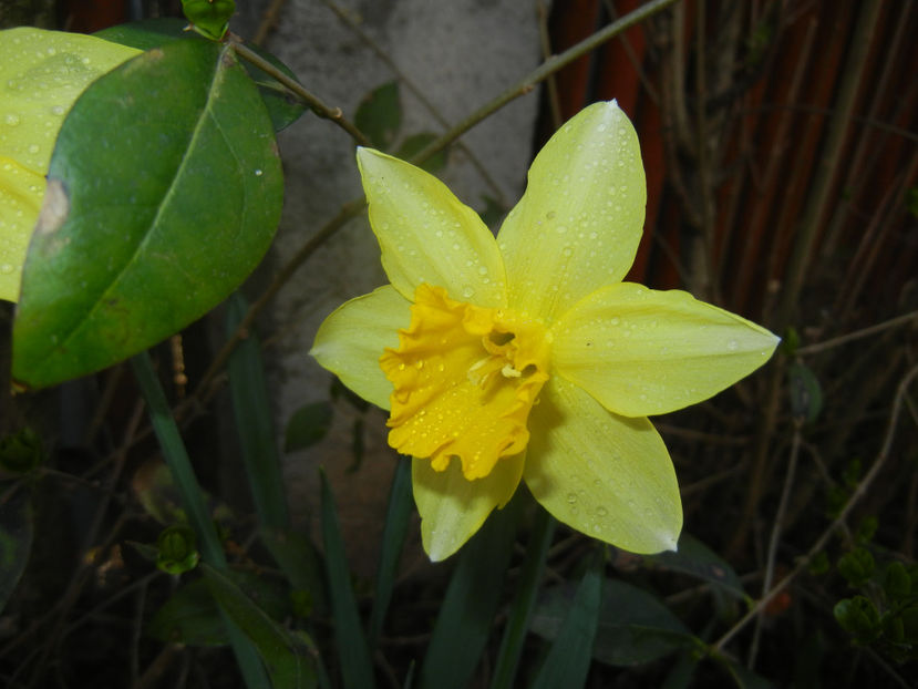 2016, March 21 - 03 Garden in March