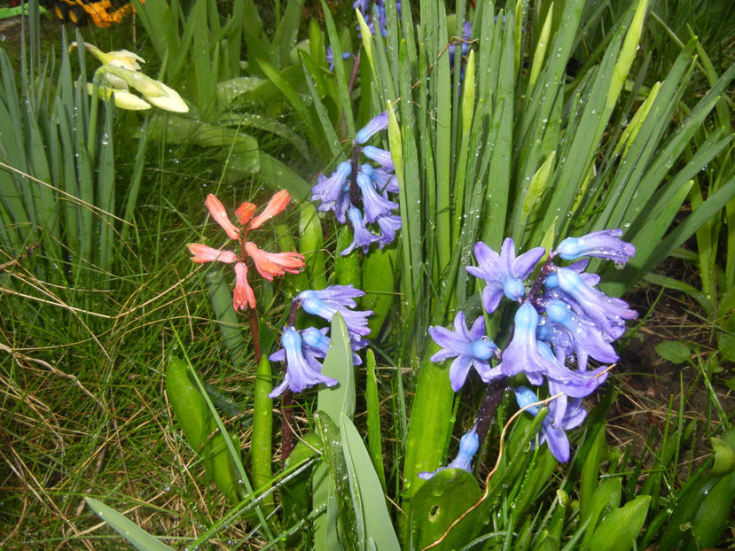 2016, March 22 - 03 Garden in March