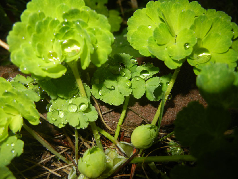 2016, March 22 - 03 Garden in March