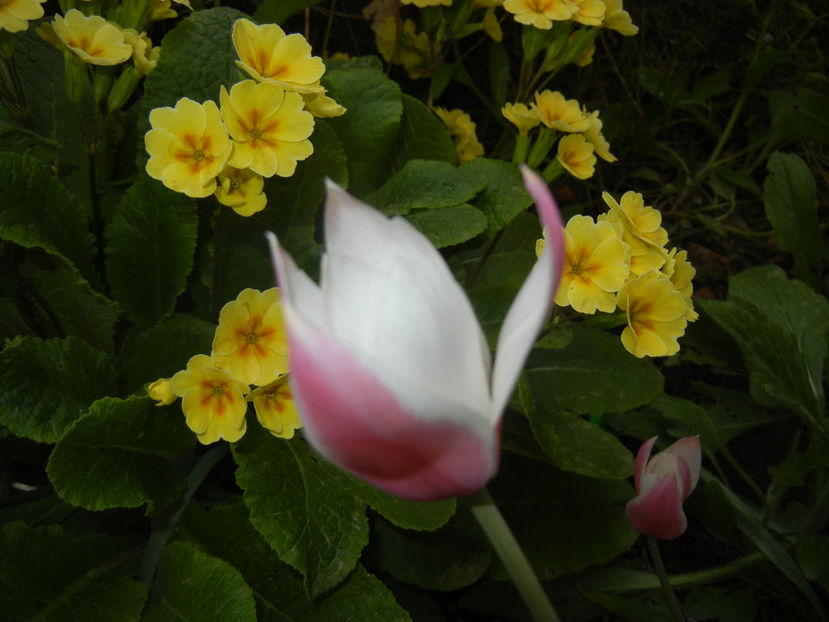 2016, April 09 - 04 Garden in April