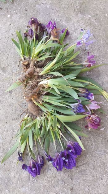 Pt Florin - Disponibil irisi pitici