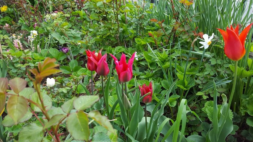 20170416_083924(0) - PRIMAVARA  2017