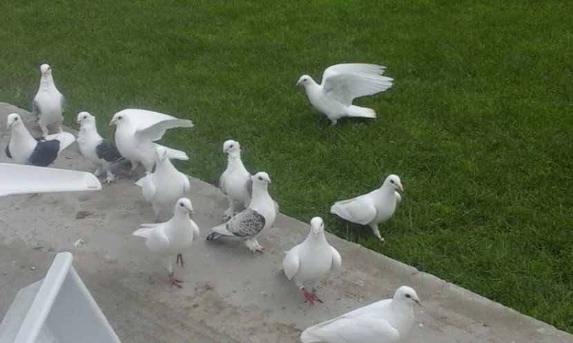  - Porumbei la gramada in gradina