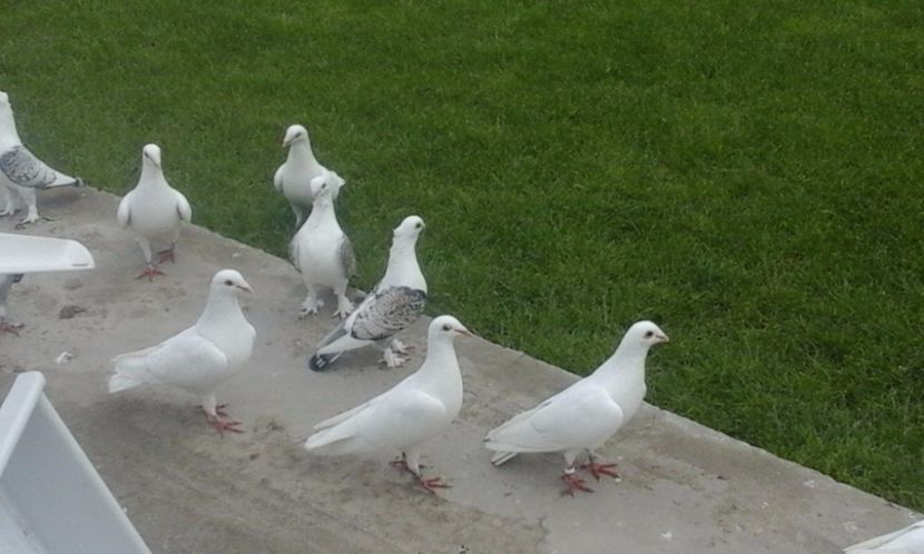  - Porumbei la gramada in gradina