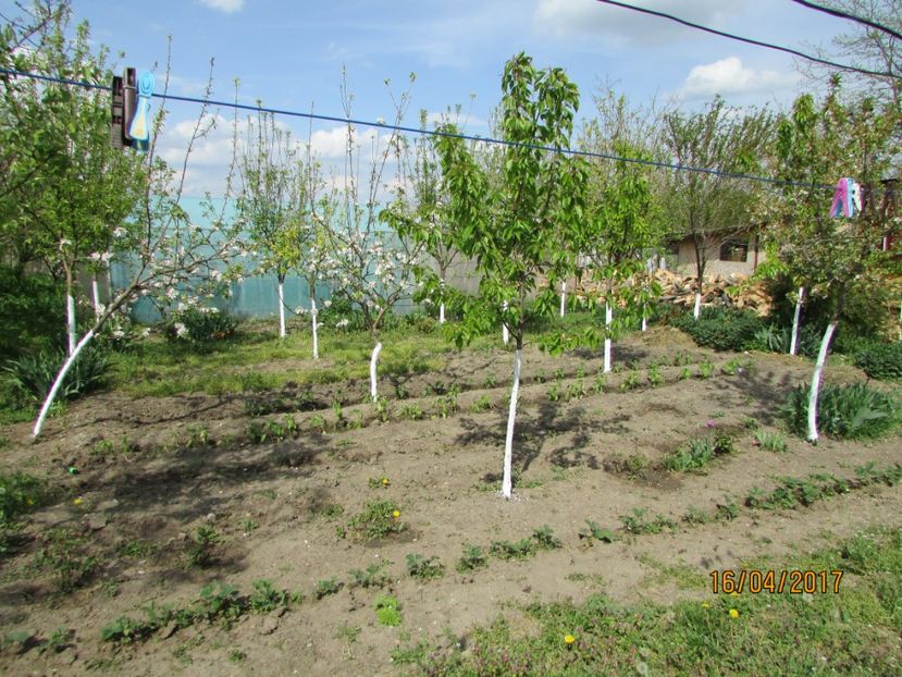  - DIN GRĂDINA DE FLORI ȘI LEGUME - 2017