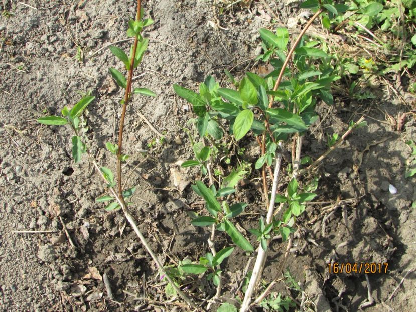  - DIN GRĂDINA DE FLORI ȘI LEGUME - 2017