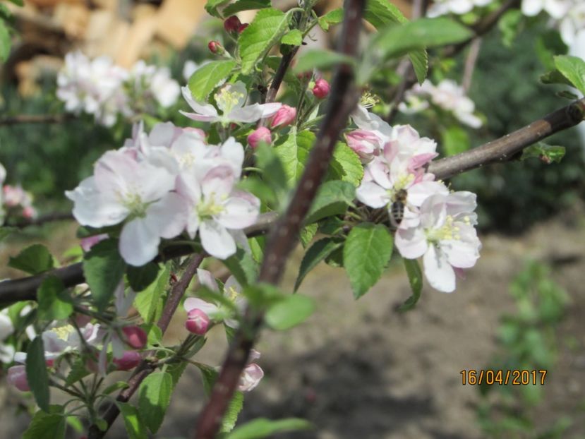 - DIN GRĂDINA DE FLORI ȘI LEGUME - 2017