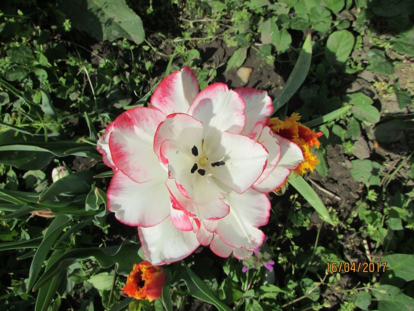  - DIN GRĂDINA DE FLORI ȘI LEGUME - 2017