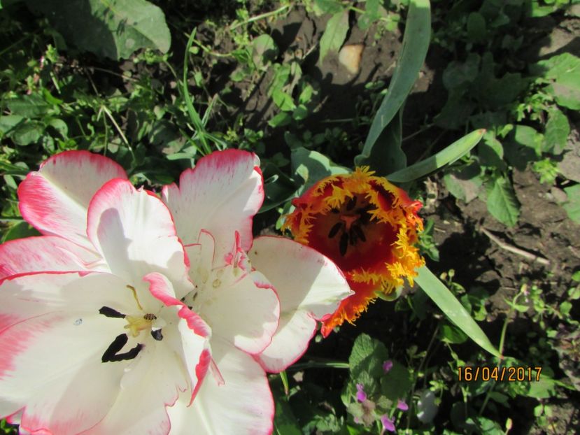  - DIN GRĂDINA DE FLORI ȘI LEGUME - 2017