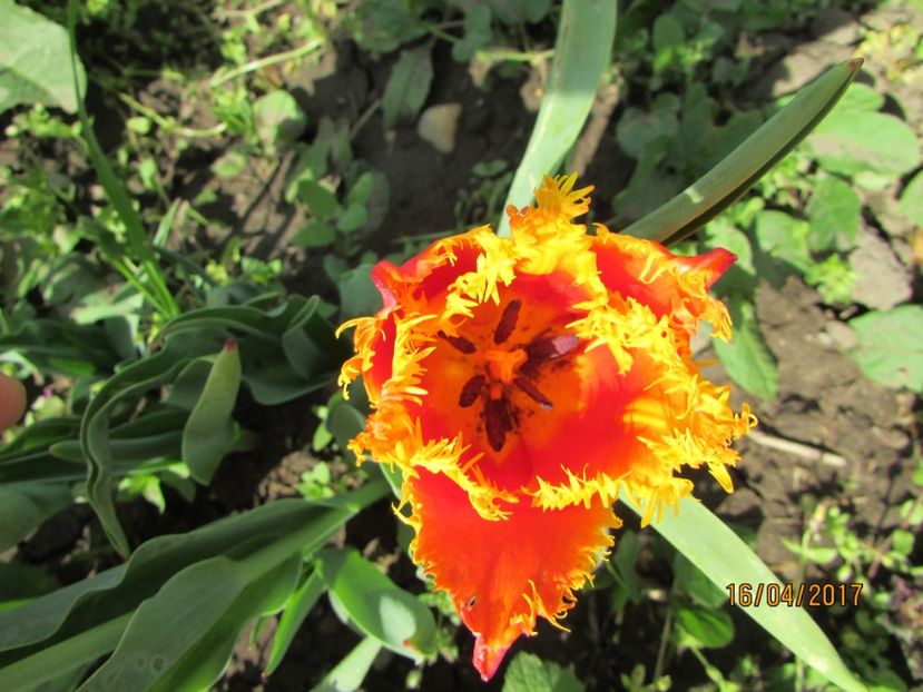  - DIN GRĂDINA DE FLORI ȘI LEGUME - 2017