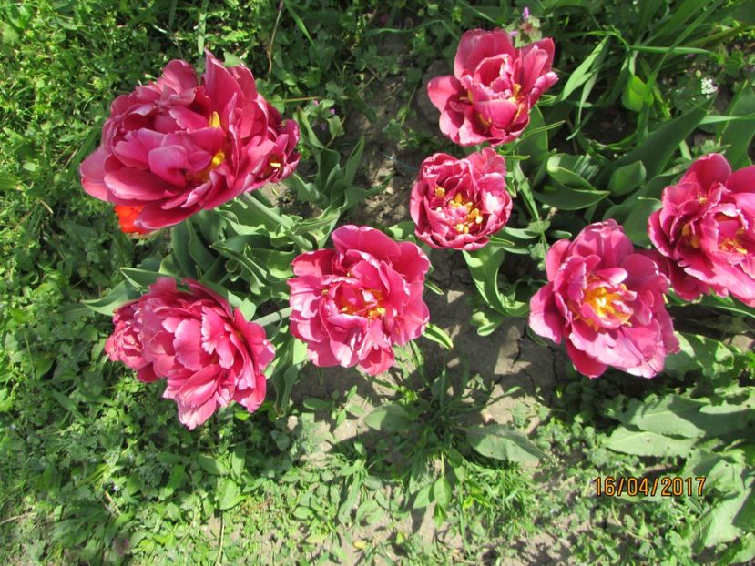  - DIN GRĂDINA DE FLORI ȘI LEGUME - 2017