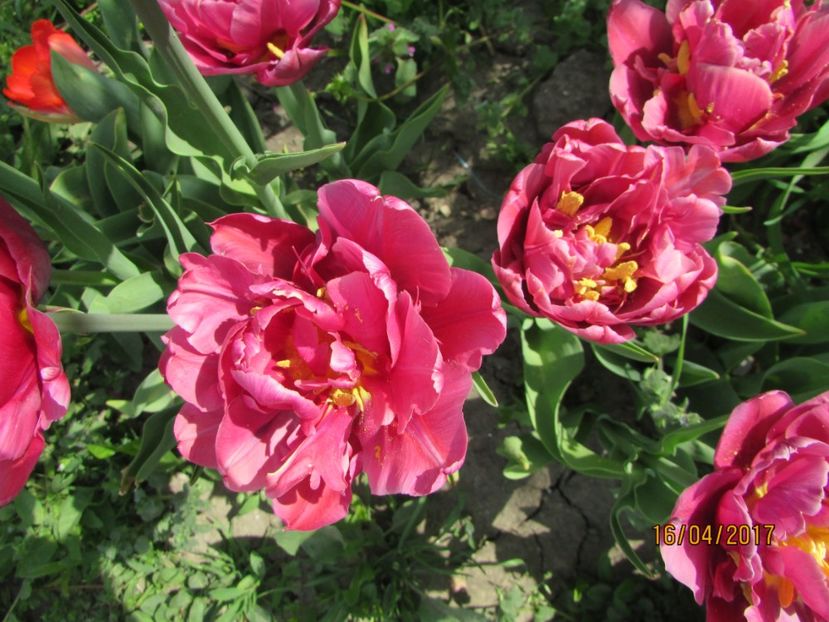  - DIN GRĂDINA DE FLORI ȘI LEGUME - 2017