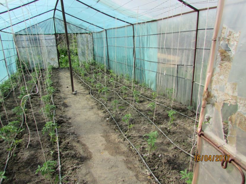  - DIN GRĂDINA DE FLORI ȘI LEGUME - 2017