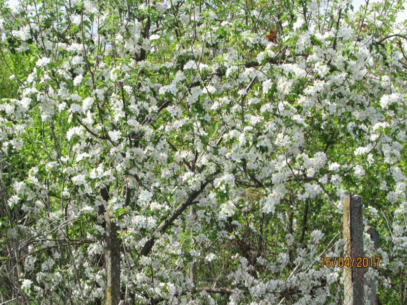 - DIN GRĂDINA DE FLORI ȘI LEGUME - 2017