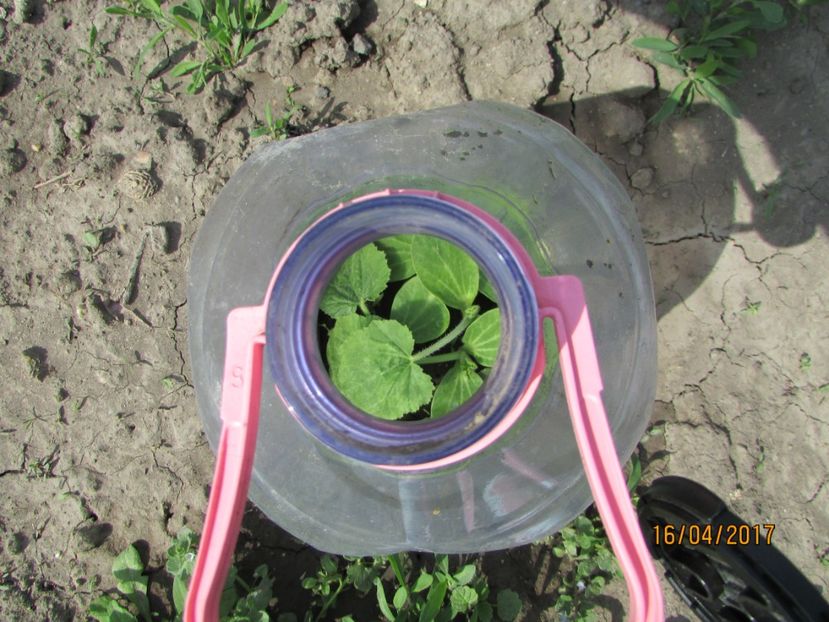  - DIN GRĂDINA DE FLORI ȘI LEGUME - 2017