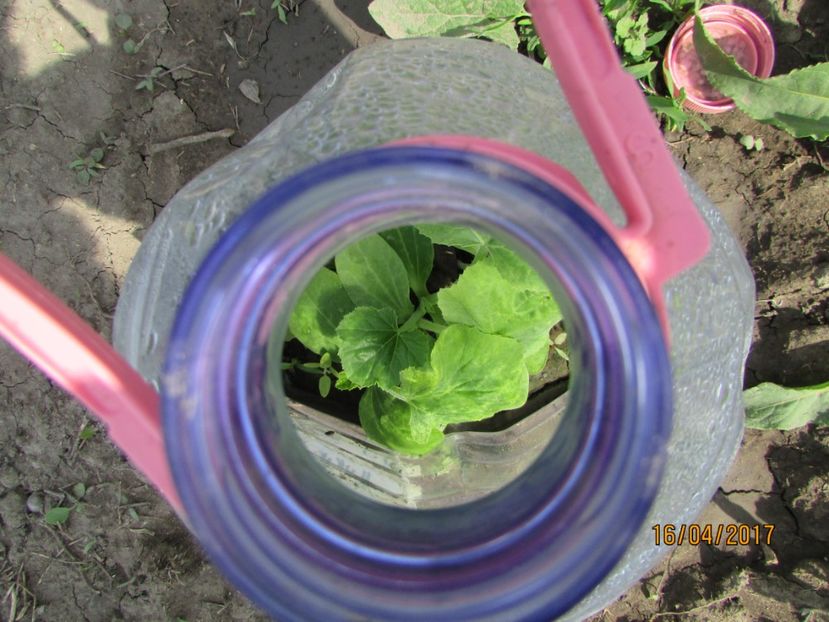  - DIN GRĂDINA DE FLORI ȘI LEGUME - 2017