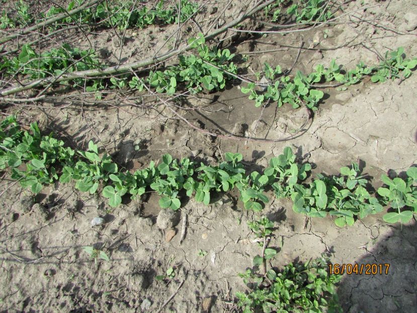  - DIN GRĂDINA DE FLORI ȘI LEGUME - 2017