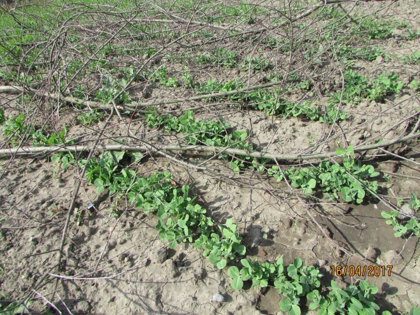  - DIN GRĂDINA DE FLORI ȘI LEGUME - 2017