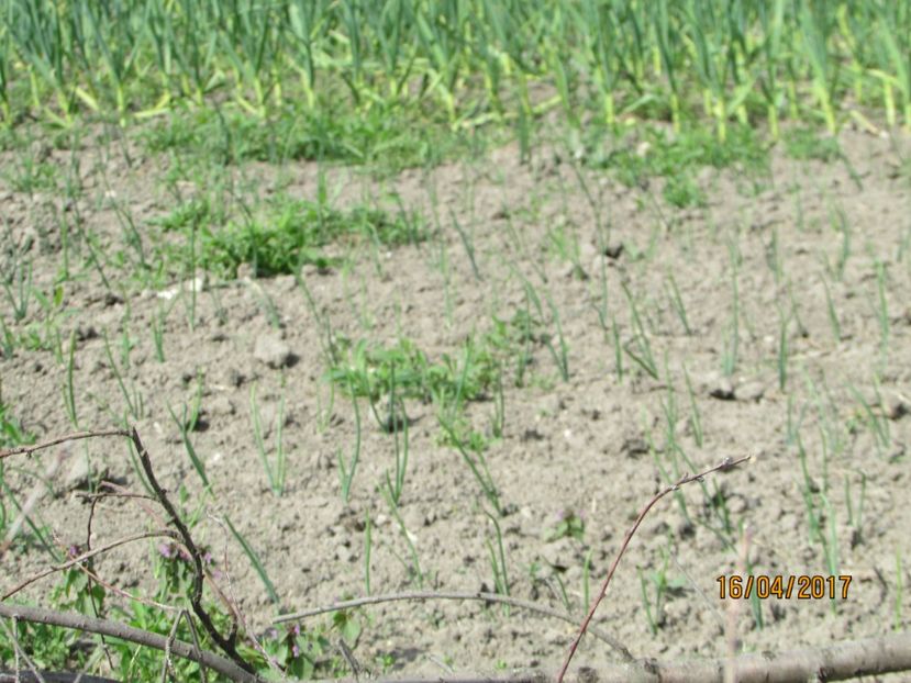  - DIN GRĂDINA DE FLORI ȘI LEGUME - 2017