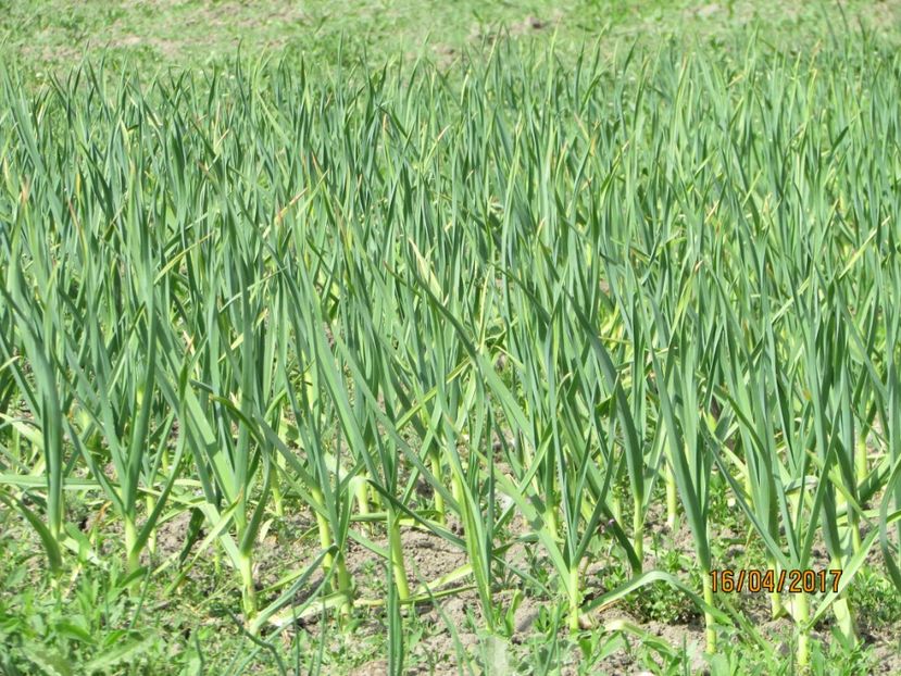  - DIN GRĂDINA DE FLORI ȘI LEGUME - 2017