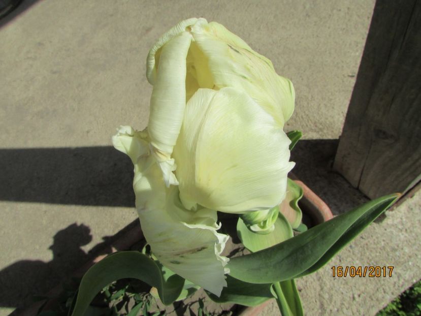  - DIN GRĂDINA DE FLORI ȘI LEGUME - 2017