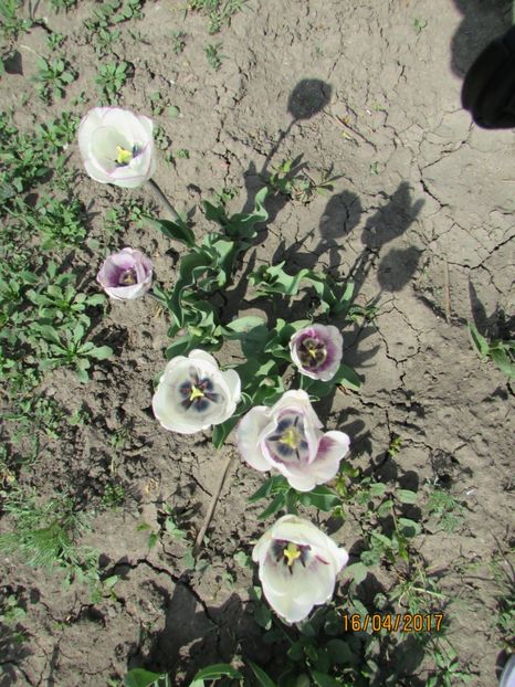  - DIN GRĂDINA DE FLORI ȘI LEGUME - 2017