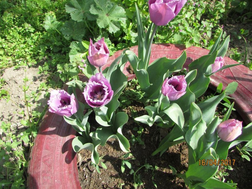  - DIN GRĂDINA DE FLORI ȘI LEGUME - 2017