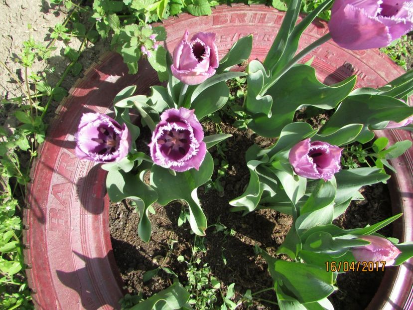  - DIN GRĂDINA DE FLORI ȘI LEGUME - 2017