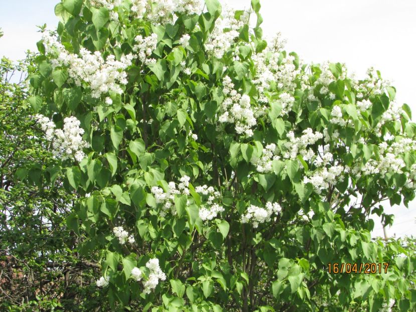  - DIN GRĂDINA DE FLORI ȘI LEGUME - 2017