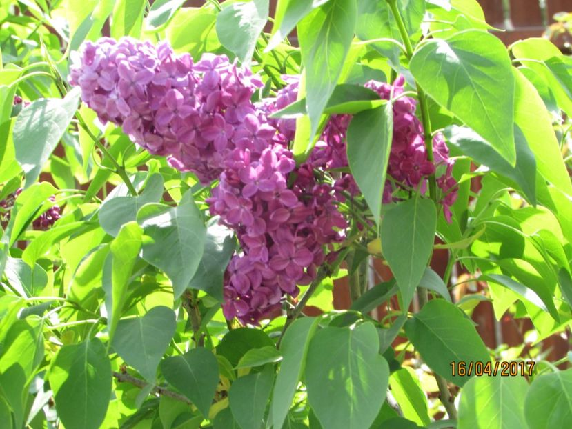  - DIN GRĂDINA DE FLORI ȘI LEGUME - 2017