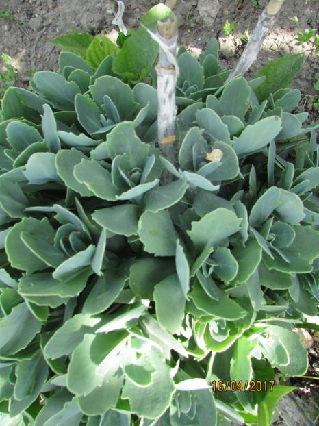  - DIN GRĂDINA DE FLORI ȘI LEGUME - 2017